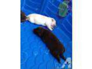Labrador Retriever Puppy for sale in BEVERLY HILLS, FL, USA