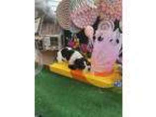 Basset Hound Puppy for sale in Silverdale, WA, USA