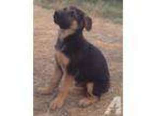German Shepherd Dog Puppy for sale in ESPARTO, CA, USA