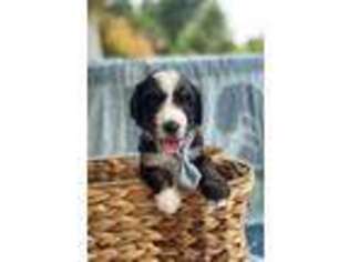 Mutt Puppy for sale in Oil Springs, KY, USA