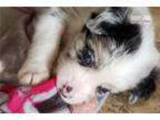 Border Collie Puppy for sale in Kansas City, MO, USA