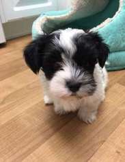 Havanese Puppy for sale in Irvine, CA, USA
