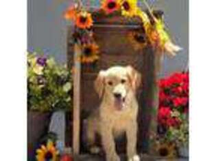 Golden Retriever Puppy for sale in Brinkhaven, OH, USA