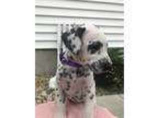 Dalmatian Puppy for sale in Arthur, IL, USA