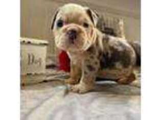 Bulldog Puppy for sale in Everly, IA, USA