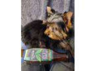 Yorkshire Terrier Puppy for sale in Howard Beach, NY, USA