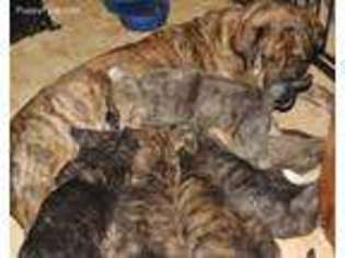 Spanish Mastiff Puppy for sale in Holcombe, WI, USA