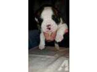 Bulldog Puppy for sale in LINCOLN, NE, USA