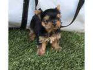 Yorkshire Terrier Puppy for sale in Anaheim, CA, USA