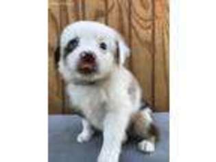 Miniature Australian Shepherd Puppy for sale in Arthur, IL, USA