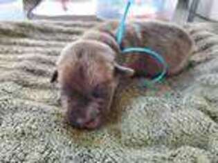 Cane Corso Puppy for sale in Cottondale, FL, USA