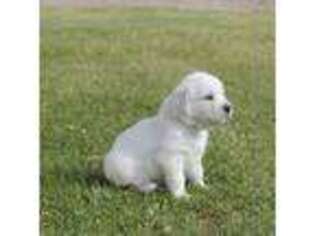 Mutt Puppy for sale in Oberlin, OH, USA