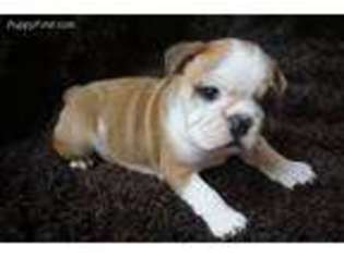 Bulldog Puppy for sale in Astoria, NY, USA