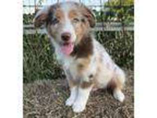 Australian Shepherd Puppy for sale in Kingsbury, TX, USA