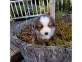 Australian Shepherd Puppy for sale in Tacoma, WA, USA