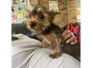 Yorkshire Terrier Puppy for sale in Duncanville, TX, USA