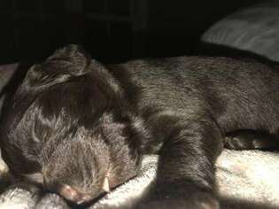 Boykin Spaniel Puppy for sale in Chapin, SC, USA