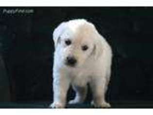 Mutt Puppy for sale in Tazewell, VA, USA