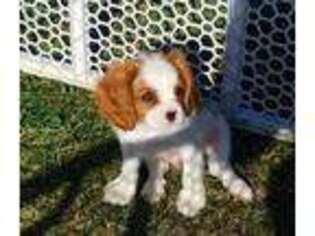 Cavalier King Charles Spaniel Puppy for sale in Mount Vernon, OH, USA