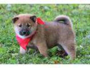 Shiba Inu Puppy for sale in Bowling Green, KY, USA
