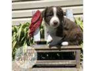 Australian Shepherd Puppy for sale in Scottsbluff, NE, USA