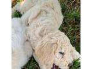 Goldendoodle Puppy for sale in Oroville, CA, USA