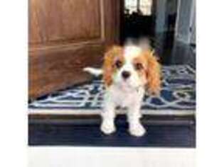Cavalier King Charles Spaniel Puppy for sale in Hudsonville, MI, USA