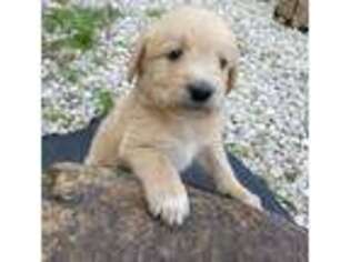 Labradoodle Puppy for sale in Bedford, IN, USA