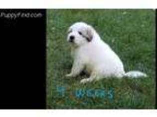Great Pyrenees Puppy for sale in Franklinville, NJ, USA