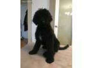 Labradoodle Puppy for sale in Staten Island, NY, USA