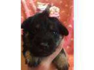 Schnoodle (Standard) Puppy for sale in Sarasota, FL, USA