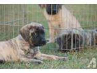 Mastiff Puppy for sale in FLORENCE, SC, USA