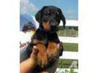 Doberman Pinscher Puppy for sale in TECUMSEH, MI, USA
