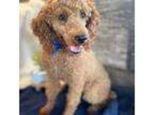 Mutt Puppy for sale in Goshen, IN, USA