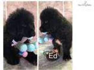 Newfoundland Puppy for sale in Fort Wayne, IN, USA