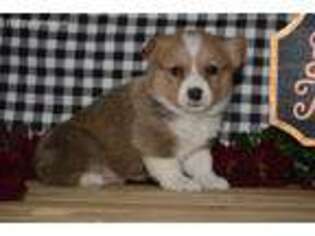 Pembroke Welsh Corgi Puppy for sale in Seymour, IA, USA