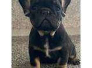 French Bulldog Puppy for sale in Pueblo, CO, USA