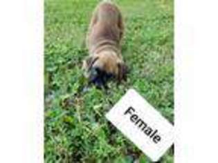Boxer Puppy for sale in Batavia, OH, USA