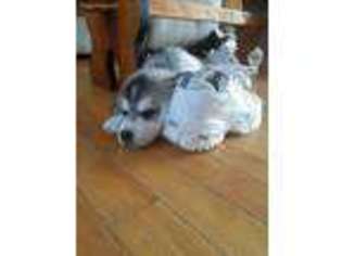 Siberian Husky Puppy for sale in Delevan, NY, USA