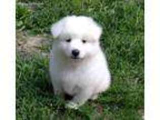 American Eskimo Dog Puppy for sale in Cromwell, IN, USA