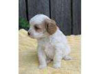 Cavapoo Puppy for sale in Phelps, NY, USA