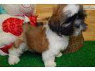 Shorkie Tzu Puppy for sale in Chicago, IL, USA