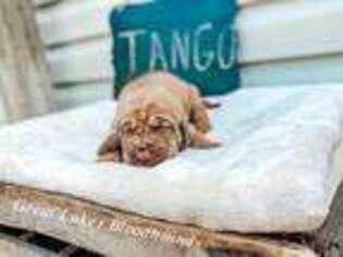 Bloodhound Puppy for sale in Grant, MI, USA