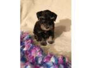 Mutt Puppy for sale in Richfield, NC, USA