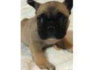 French Bulldog Puppy for sale in Mishawaka, IN, USA