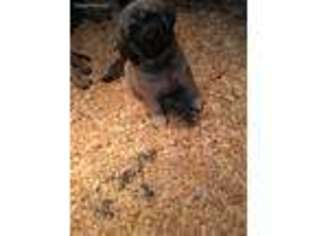 Mastiff Puppy for sale in Irondale, OH, USA