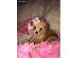 Yorkshire Terrier Puppy for sale in Duncan, SC, USA