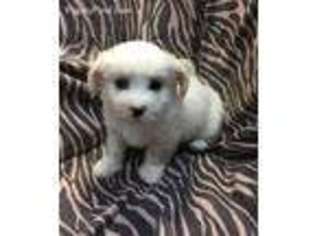Maltese Puppy for sale in Antlers, OK, USA