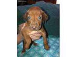 Rhodesian Ridgeback Puppy for sale in Boyd, TX, USA