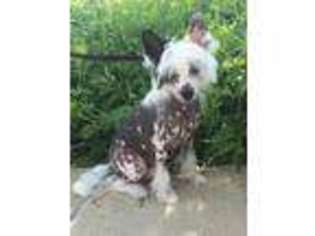 Chinese Crested Puppy for sale in Ellisville, MO, USA
